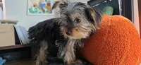 Cyclops, a male Yorkshire Terrier for sale in Haines City, FL – 5 of 8