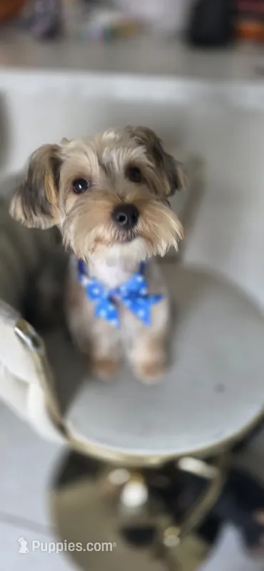 Pauly – Yorkshire Terrier puppy for sale in Haines City, FL