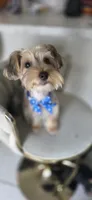 Pauly, a male Yorkshire Terrier for sale in Haines City, FL – 1 of 10