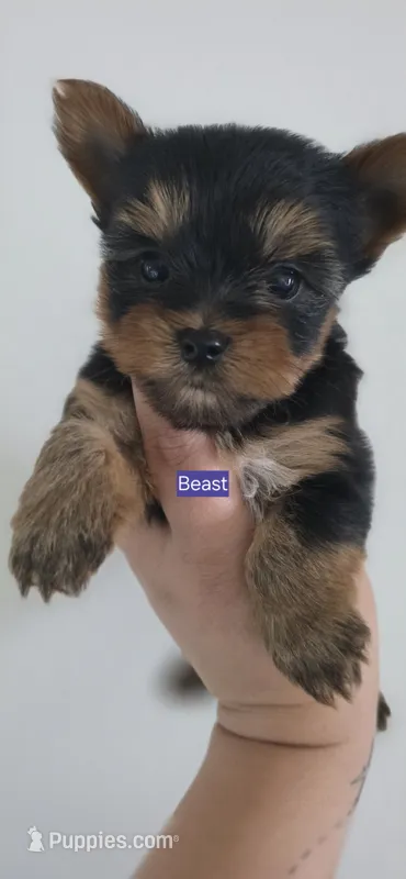 Beast – Yorkshire Terrier puppy for sale in Haines City, FL