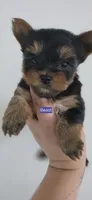 Beast, a male Yorkshire Terrier for sale in Haines City, FL – 1 of 1