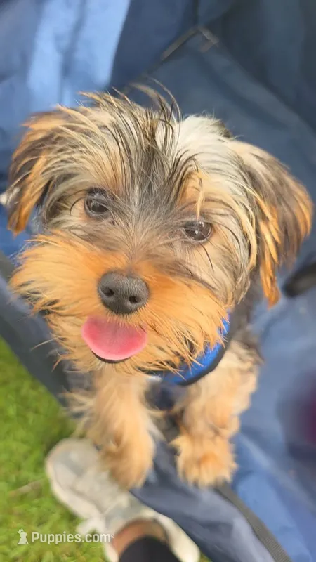 Cyclops – Yorkshire Terrier puppy for sale in Haines City, FL