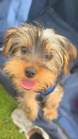 Cyclops, a male Yorkshire Terrier for sale in Haines City, FL – 1 of 8