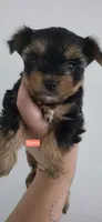 Storm, a female Yorkshire Terrier for sale in Haines City, FL – 1 of 1