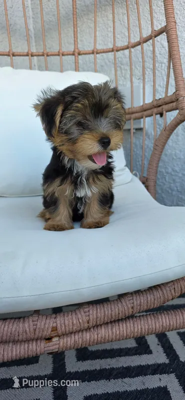 Pauly – Yorkshire Terrier puppy for sale in Haines City, FL