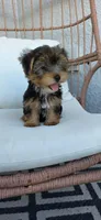 Pauly, a male Yorkshire Terrier for sale in Haines City, FL – 3 of 6