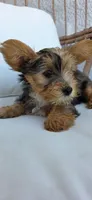 Pearl, a female Yorkshire Terrier for sale in Haines City, FL – 5 of 6