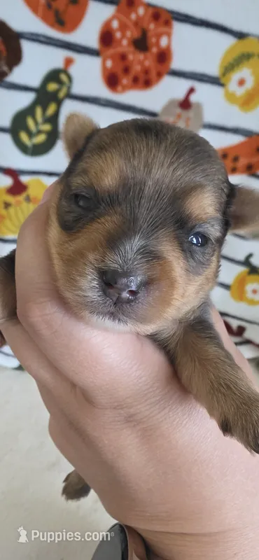 Phoebe – Yorkshire Terrier puppy for sale in Haines City, FL