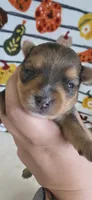Phoebe, a female Yorkshire Terrier for sale in Haines City, FL – 1 of 2