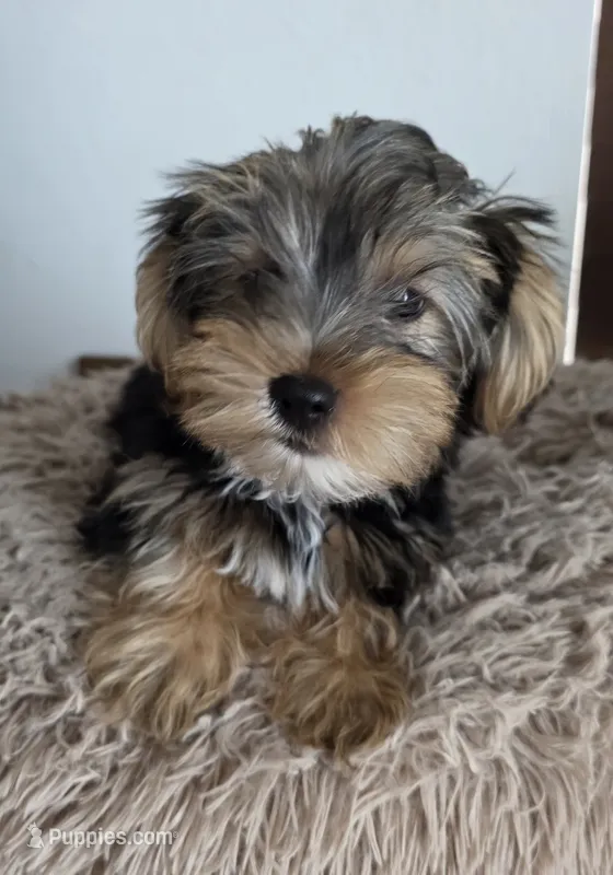 Pauly – Yorkshire Terrier puppy for sale in Haines City, FL