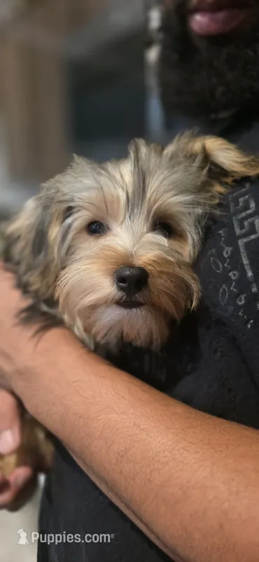 Pauly – Yorkshire Terrier puppy for sale in Haines City, FL
