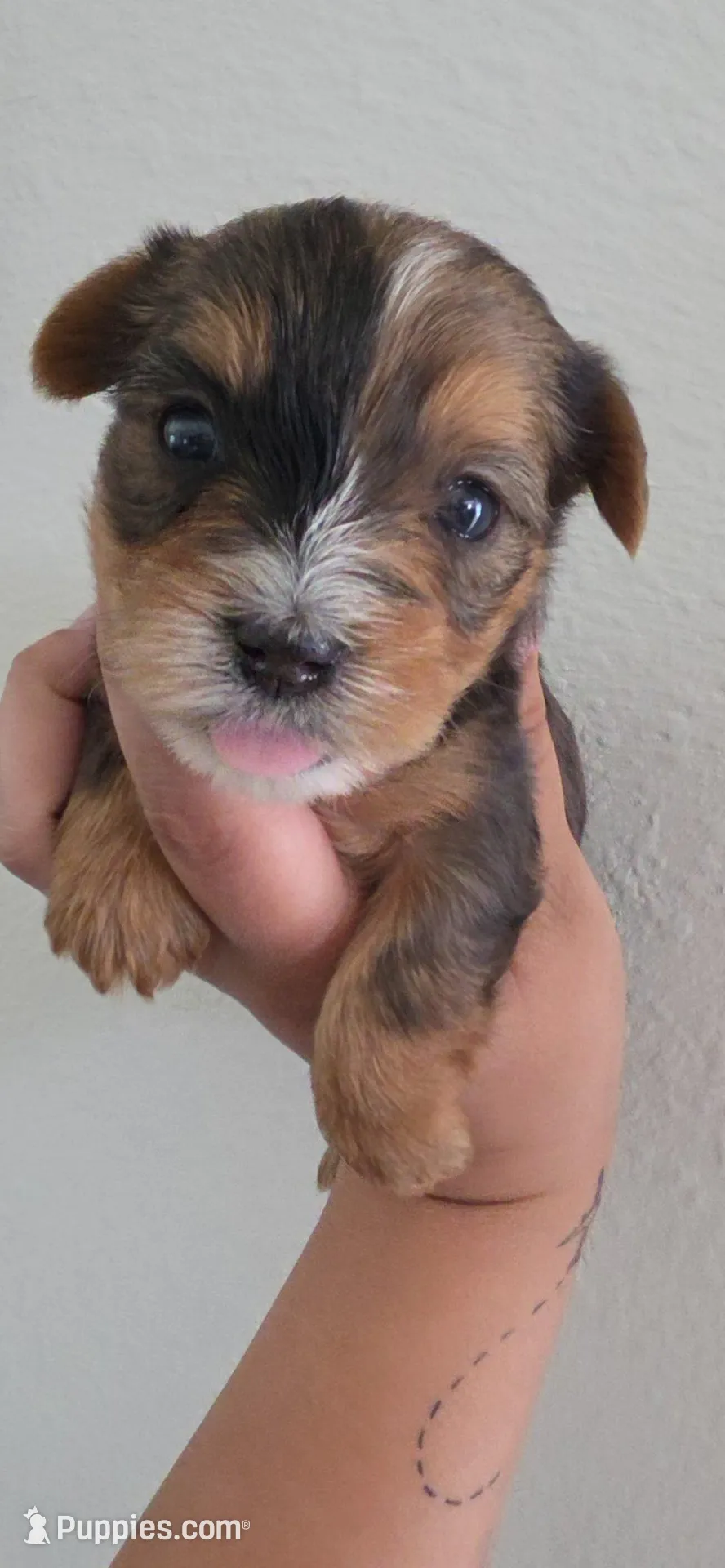 Pearl, a female Yorkshire Terrier for sale in Haines City, FL – Photo 2 of 3
