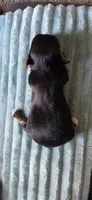 Rachel, a female Yorkshire Terrier for sale in Haines City, FL – 2 of 2