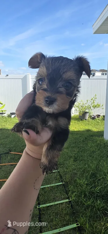 Jimmy – Yorkshire Terrier puppy for sale in Haines City, FL