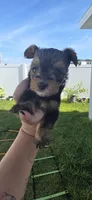 Jimmy, a male Yorkshire Terrier for sale in Haines City, FL – Photo 1 of 2