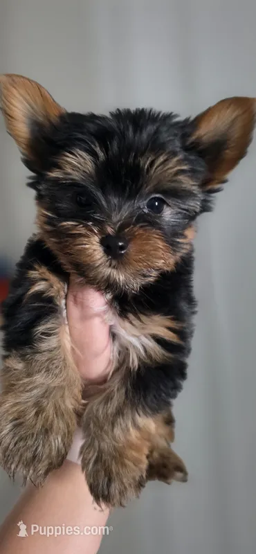 Beast – Yorkshire Terrier puppy for sale in Haines City, FL