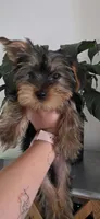Cyclops, a male Yorkshire Terrier for sale in Haines City, FL – 6 of 8