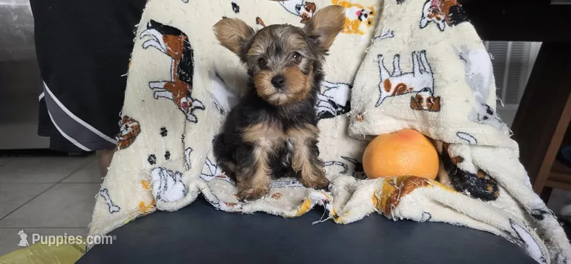 Jimmy – Yorkshire Terrier puppy for sale in Haines City, FL