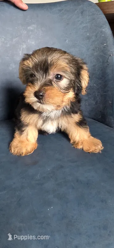 Pauly – Yorkshire Terrier puppy for sale in Haines City, FL