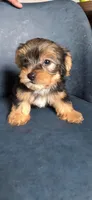Pauly, a male Yorkshire Terrier for sale in Haines City, FL – 6 of 6