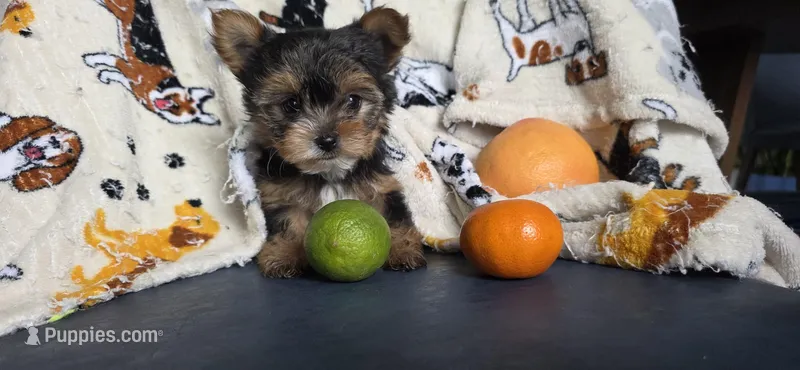 Minnie – Yorkshire Terrier puppy for sale in Haines City, FL