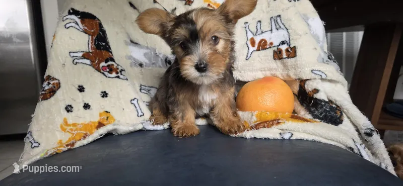 Pearl – Yorkshire Terrier puppy for sale in Haines City, FL