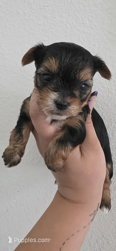 Minnie – Yorkshire Terrier puppy for sale in Haines City, FL