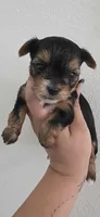 Minnie, a female Yorkshire Terrier for sale in Haines City, FL – Photo 2 of 2