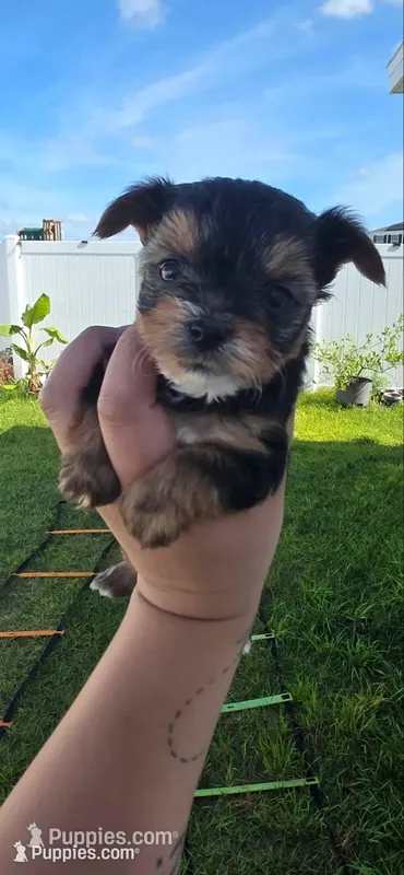 Minnie – Yorkshire Terrier puppy for sale in Haines City, FL