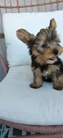Jimmy, a male Yorkshire Terrier for sale in Haines City, FL – 2 of 5