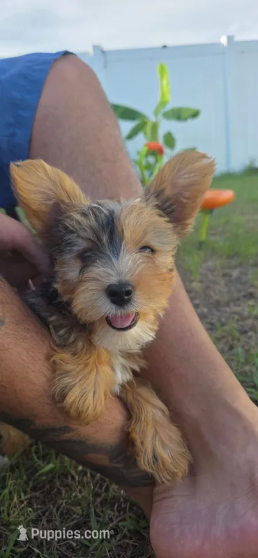 Pearl – Yorkshire Terrier puppy for sale in Haines City, FL