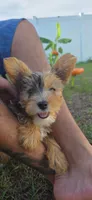 Pearl, a female Yorkshire Terrier for sale in Haines City, FL – 6 of 6