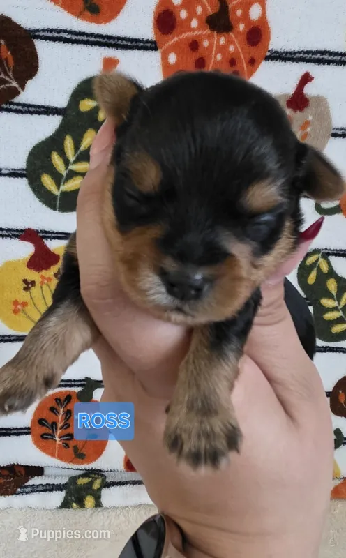 Ross – Yorkshire Terrier puppy for sale in Haines City, FL
