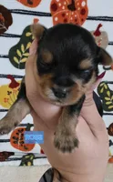 Ross, a male Yorkshire Terrier for sale in Haines City, FL – 1 of 2