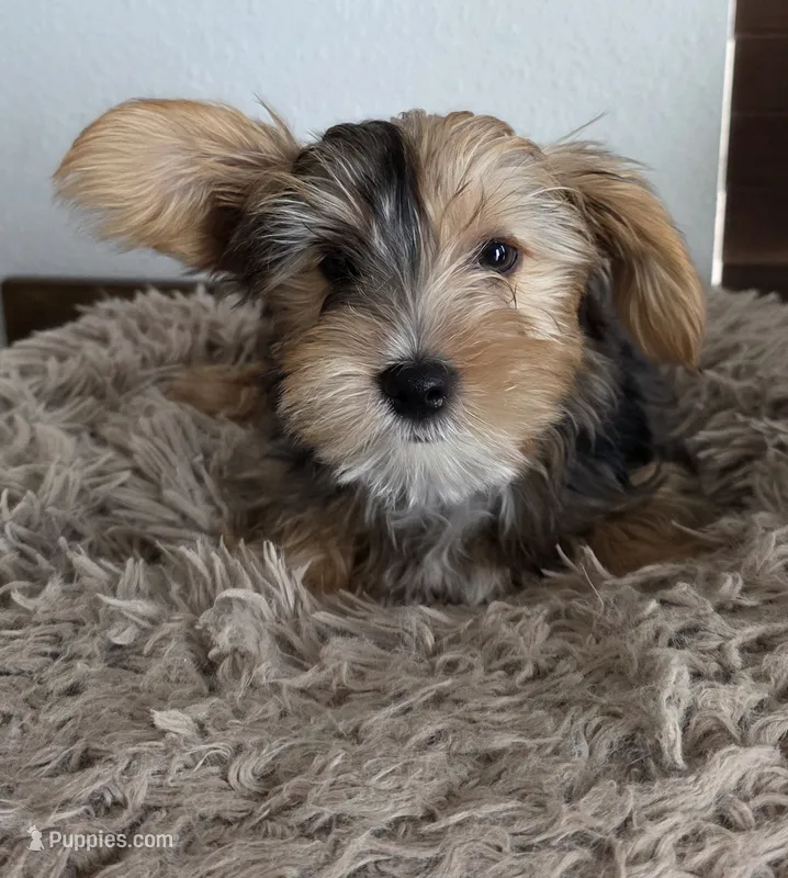 Pearl – Yorkshire Terrier puppy for sale in Haines City, FL