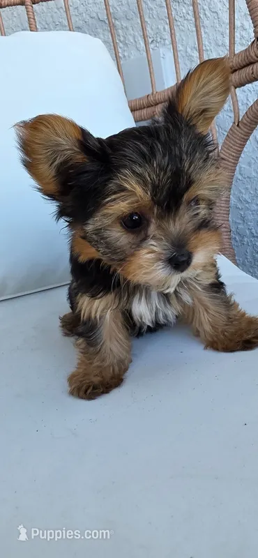 Minnie – Yorkshire Terrier puppy for sale in Haines City, FL