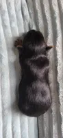 Ross, a male Yorkshire Terrier for sale in Haines City, FL – 2 of 2