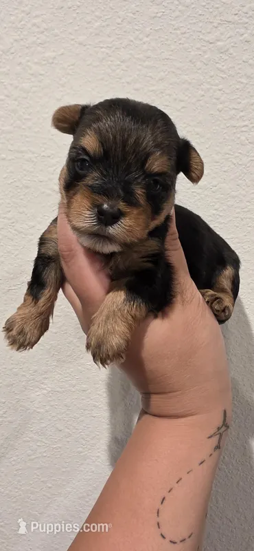 Pauly – Yorkshire Terrier puppy for sale in Haines City, FL