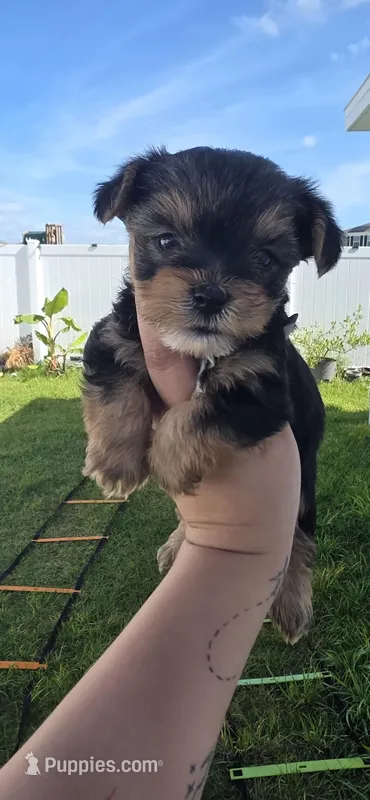 Pauly – Yorkshire Terrier puppy for sale in Haines City, FL