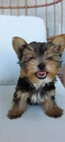 Minnie, a female Yorkshire Terrier for sale in Haines City, FL – 2 of 5
