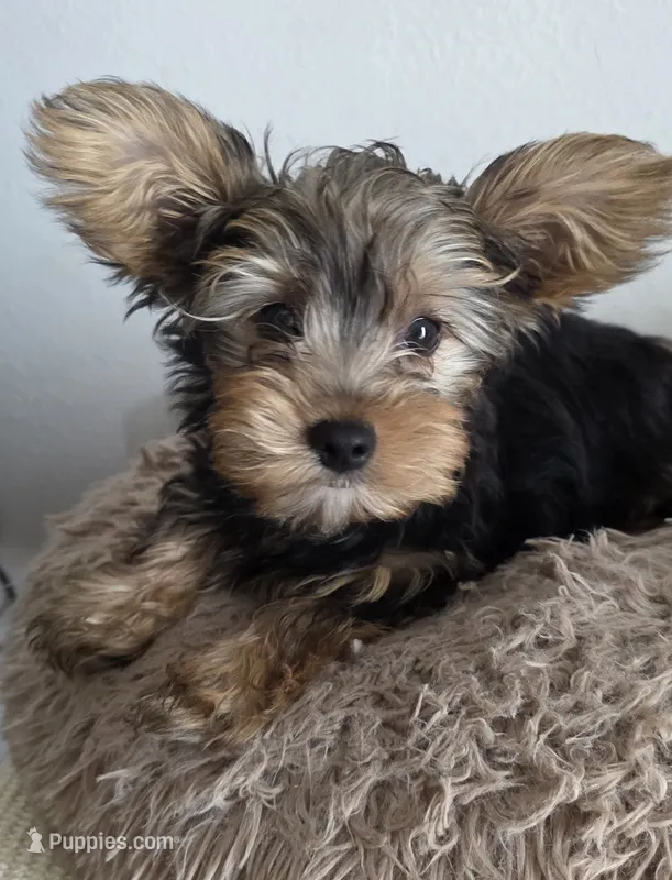 Jimmy – Yorkshire Terrier puppy for sale in Haines City, FL