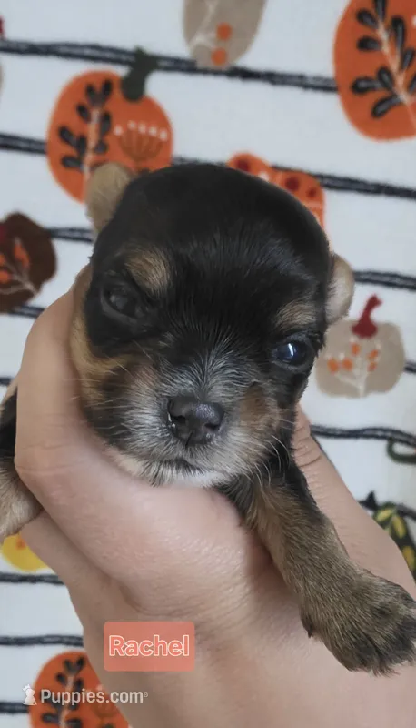 Rachel – Yorkshire Terrier puppy for sale in Haines City, FL