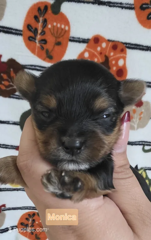 Monica – Yorkshire Terrier puppy for sale in Haines City, FL