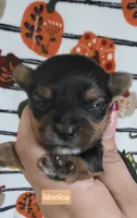 Monica, a female Yorkshire Terrier for sale in Haines City, FL – 1 of 2