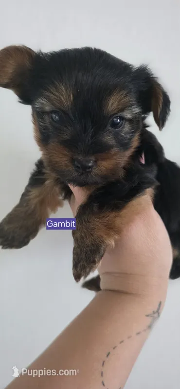 Gambit – Yorkshire Terrier puppy for sale in Haines City, FL