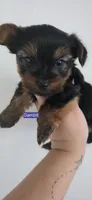 Gambit, a male Yorkshire Terrier for sale in Haines City, FL – 1 of 1
