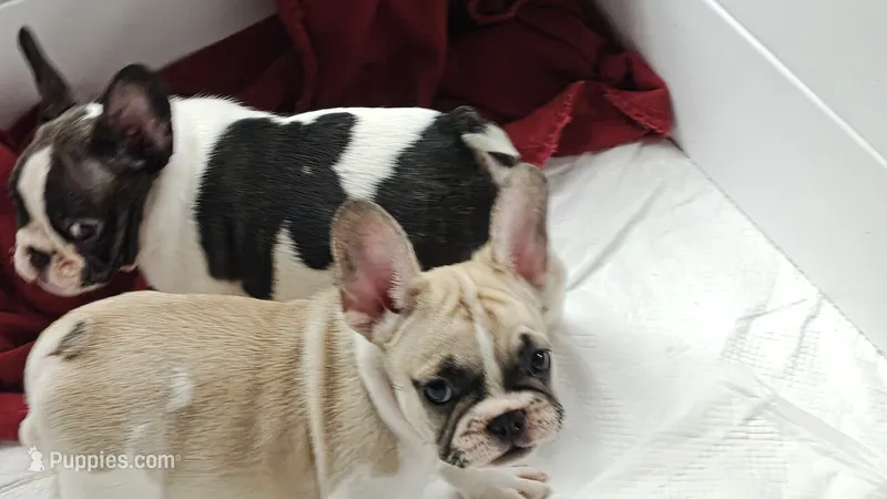 Franklin – French Bulldog puppy for sale in Lake Helen, FL