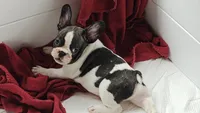 Sparkles, a male French Bulldog for sale in Lake Helen, FL – 5 of 5