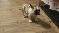 Spirit, a male French Bulldog for sale in Lake Helen, FL – 3 of 10