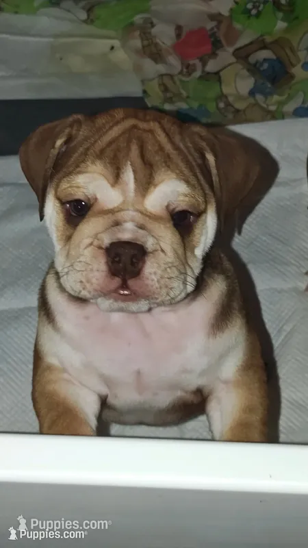 Irvanka – English Bulldog puppy for sale in Lake Helen, FL